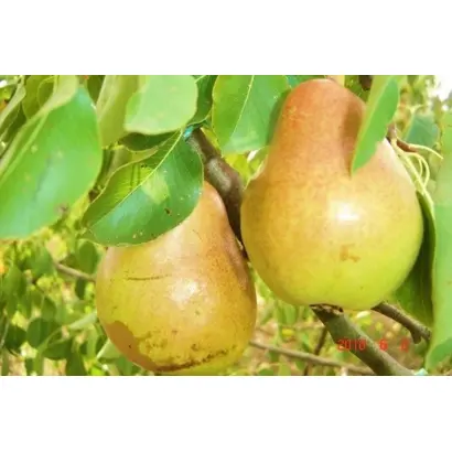 ГВАРДЕЙСКАЯ ЗИМНЯЯ