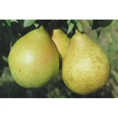 НОВОСАДОВСКАЯ