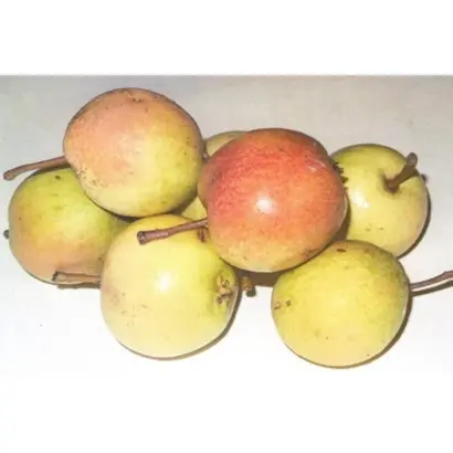 ПЕРВУШИНСКАЯ