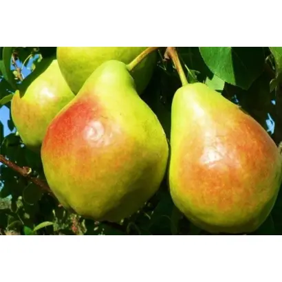 ЯКИМОВСКАЯ