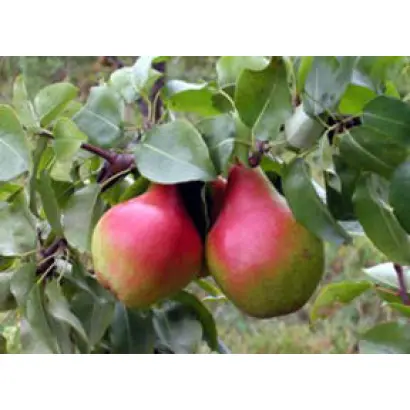 НАДЕЖДА СТЕПИ