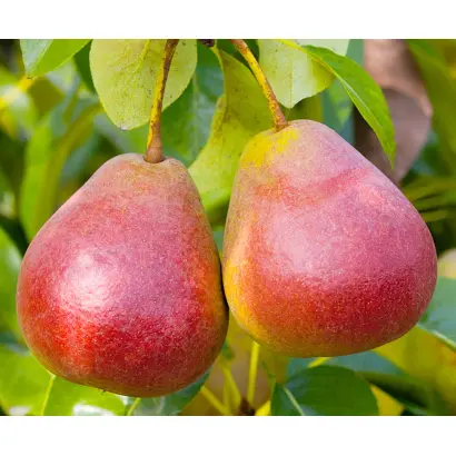 РОЗОВЫЙ БОЧОНОК