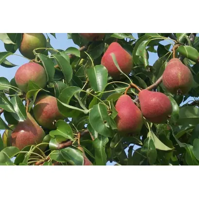 АЛЕКСАНДРА