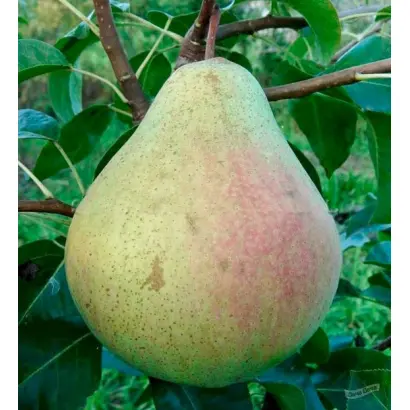 МАРШАЛ ЖУКОВ