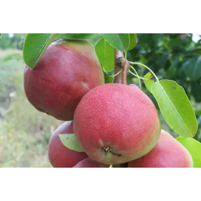 КРАСА ЖИГУЛЕЙ