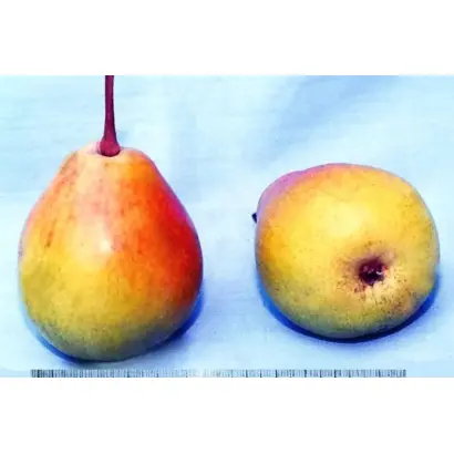 КРАСНЫЙ КАВКАЗ