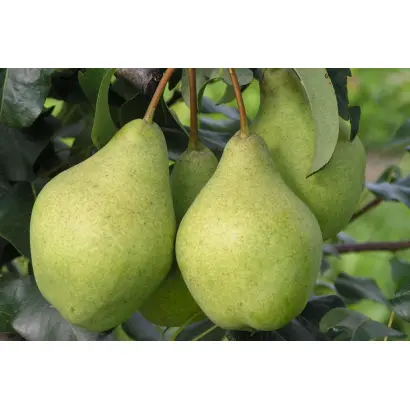 ПРОСТО МАРИЯ