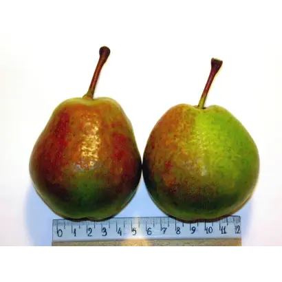 ЭЛЬБРУССКАЯ