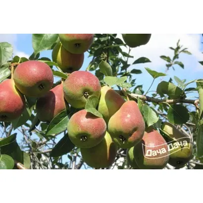 САМАРСКАЯ ЖЕМЧУЖИНА