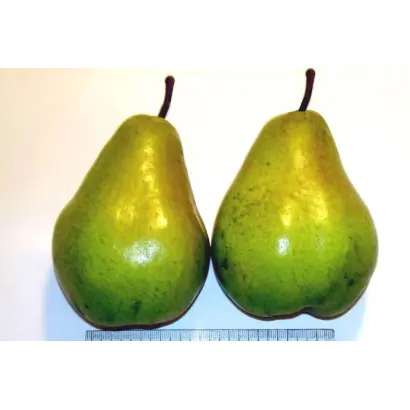 БЕРЕ НАЛЬЧИКСКАЯ