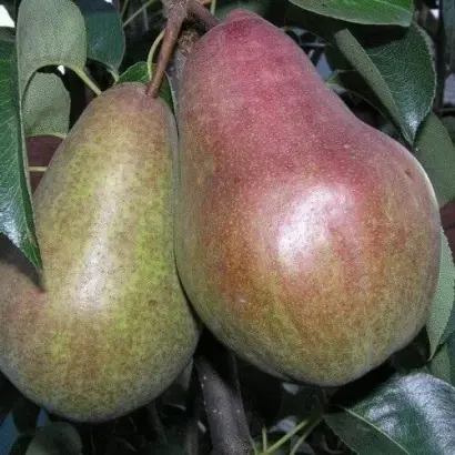 БРЯНСКАЯ КРАСАВИЦА