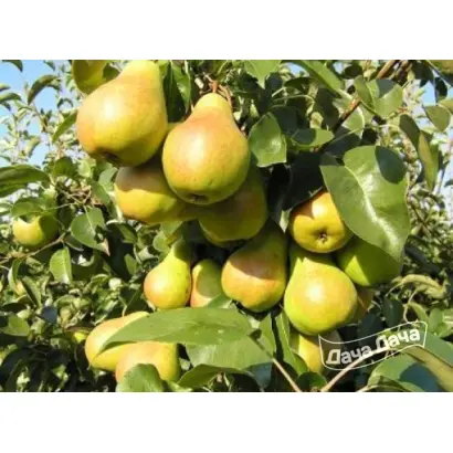 АМУРСКАЯ РАННЯЯ