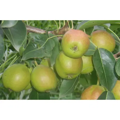 ЛАСТОЧКА ПРИАМУРЬЯ