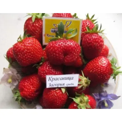 КРАСАВИЦА ЗАГОРЬЯ