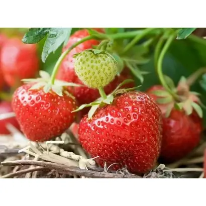 ВЫСТАВОЧНАЯ