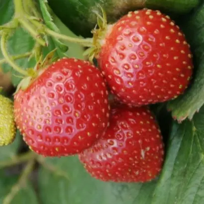 РАННЯЯ ПЛОТНАЯ