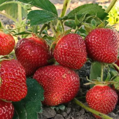 ЮНИЯ СМАЙДС