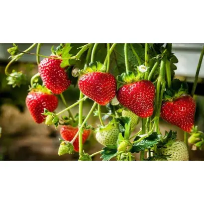 РУБИНОВЫЙ КАСКАД