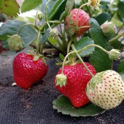 КАКИКЕН 9 КЕЙ 206 ГО