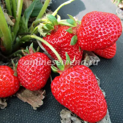 КРЫМСКАЯ РАННЯЯ