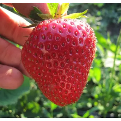 КРЫМСКАЯ РЕМОНТАНТНАЯ