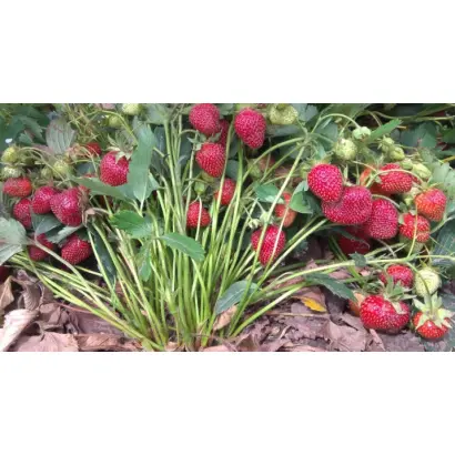 НАШЕ ПОДМОСКОВЬЕ