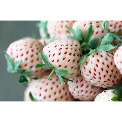 БЕЛОСНЕЖКА