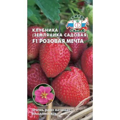 РОЗОВАЯ МЕЧТА