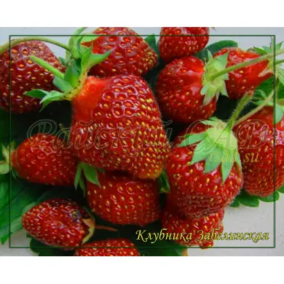 ЗАБЕЛИНСКАЯ