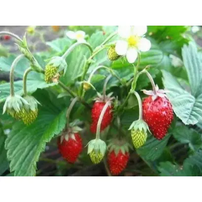 НАЙДЕНА ДОБРАЯ