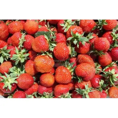 УРОЖАЙНАЯ ЦГЛ