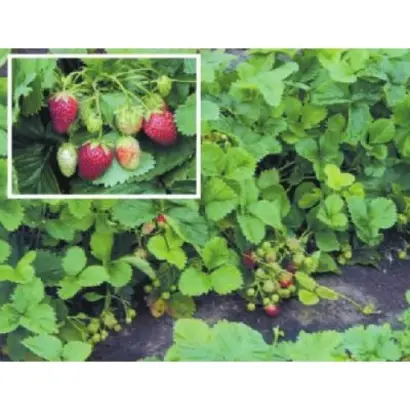 БАРАБИНСКАЯ