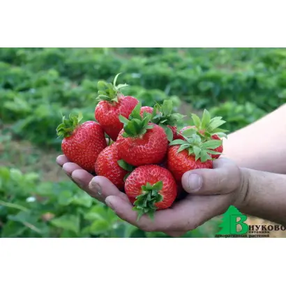 ВИМА КИМБЕРЛИ