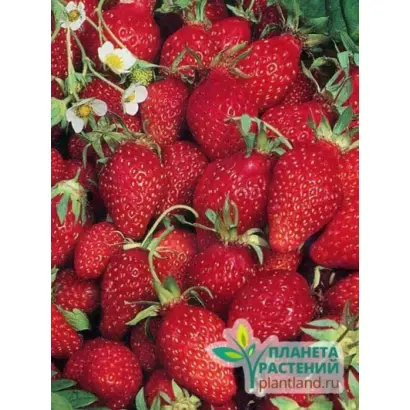 БАРОН СОЛЕМАХЕР