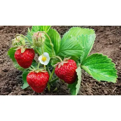 ПАМЯТИ ЗУБОВА