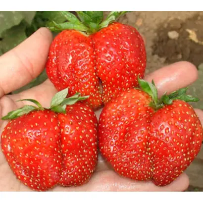 ПЕРВОКЛАССНИЦА