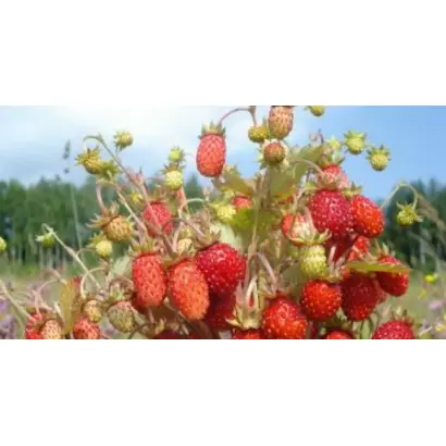 ХИБИНСКАЯ КРАСАВИЦА