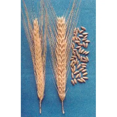 САРАТОВСКАЯ 5