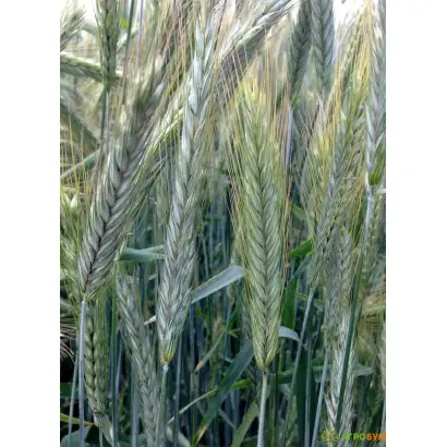 ОРЛОВСКАЯ 9