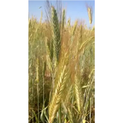 САРАТОВСКАЯ 10