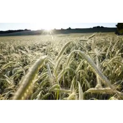 КВС АВИАТОР