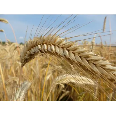 ЗУ ФОРЗЕТТИ