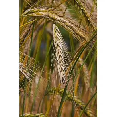 КРАСНОЯРСКАЯ УНИВЕРСАЛЬНАЯ