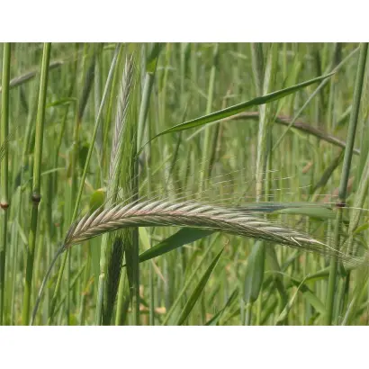 ВАВИЛОВСКАЯ