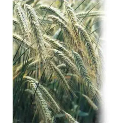 ЭСТАФЕТА ТАТАРСТАНА