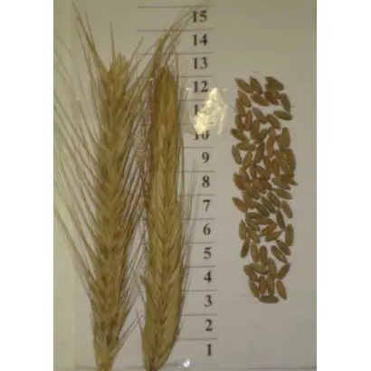 МАРУСЕНЬКА