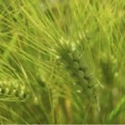 ОНОХОЙСКАЯ