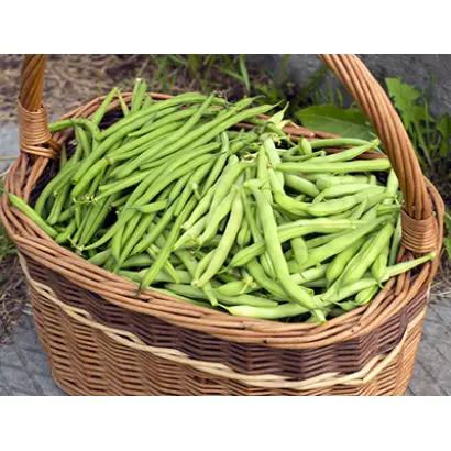 ТЕНЕК-ХОЛОДОК