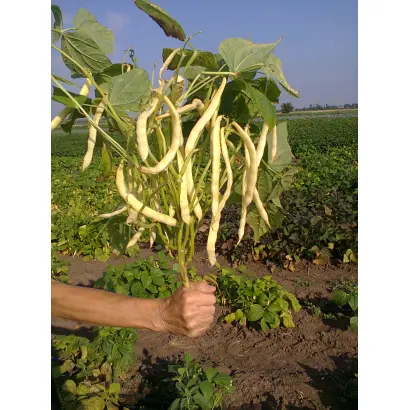 ЗЛАТОВЛАСКА