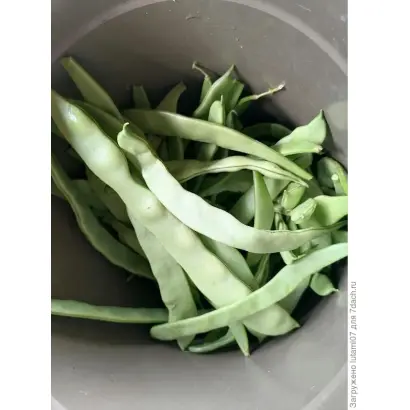 МАВРИТАНКА